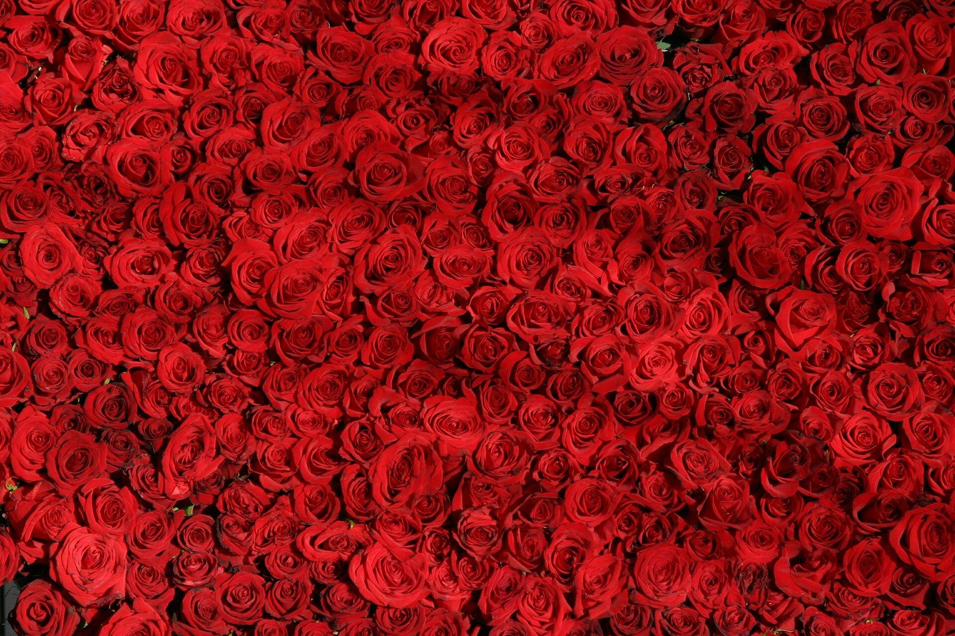 rose-374318_1920